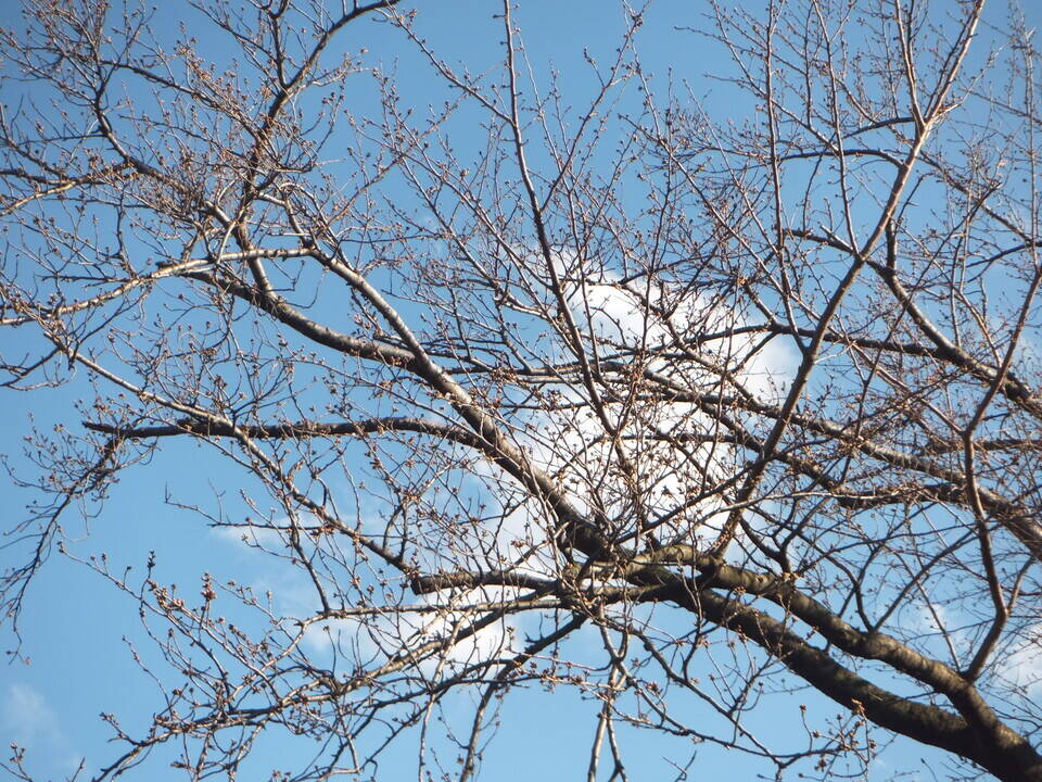 開花しましたの写真