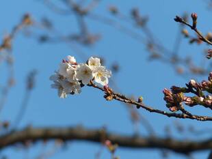 3月18日開花情報