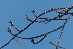 3月11日開花状況