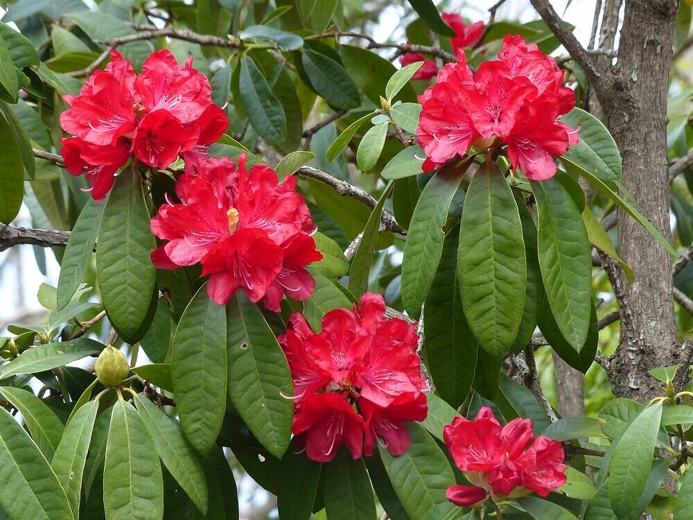 次々と開花。花木園の巻の写真