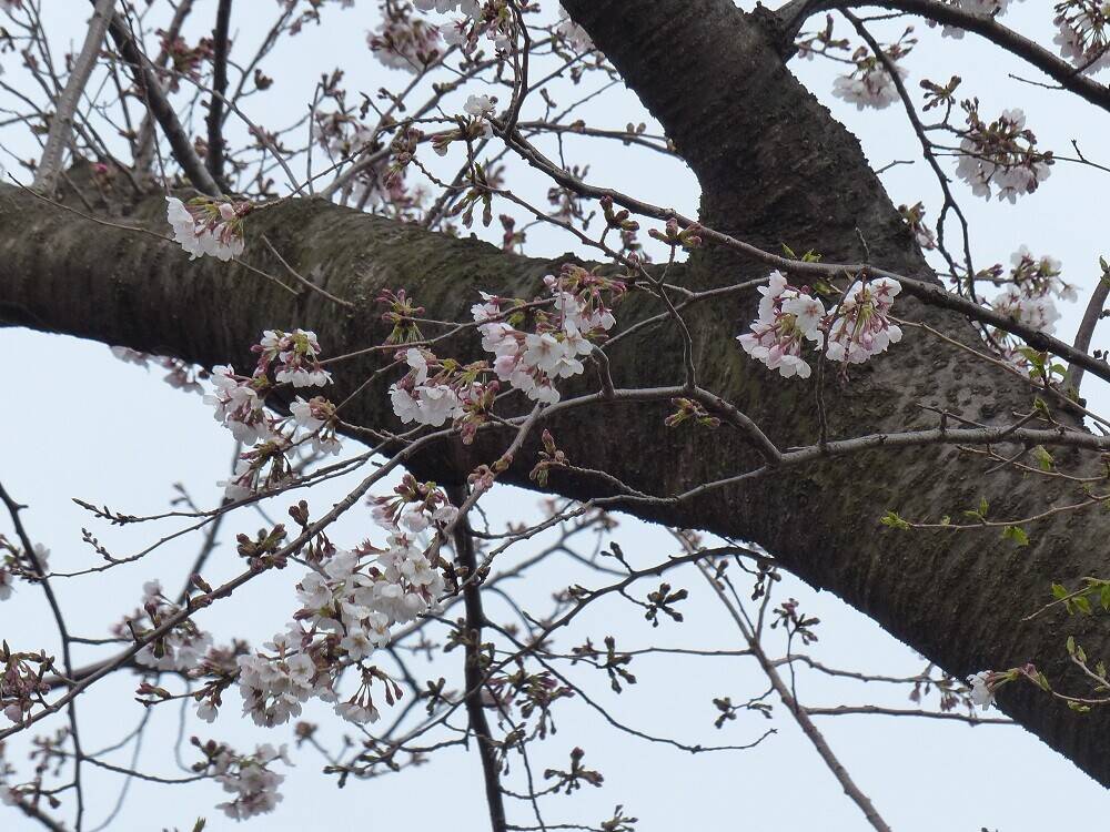 3月22日開花状況の写真