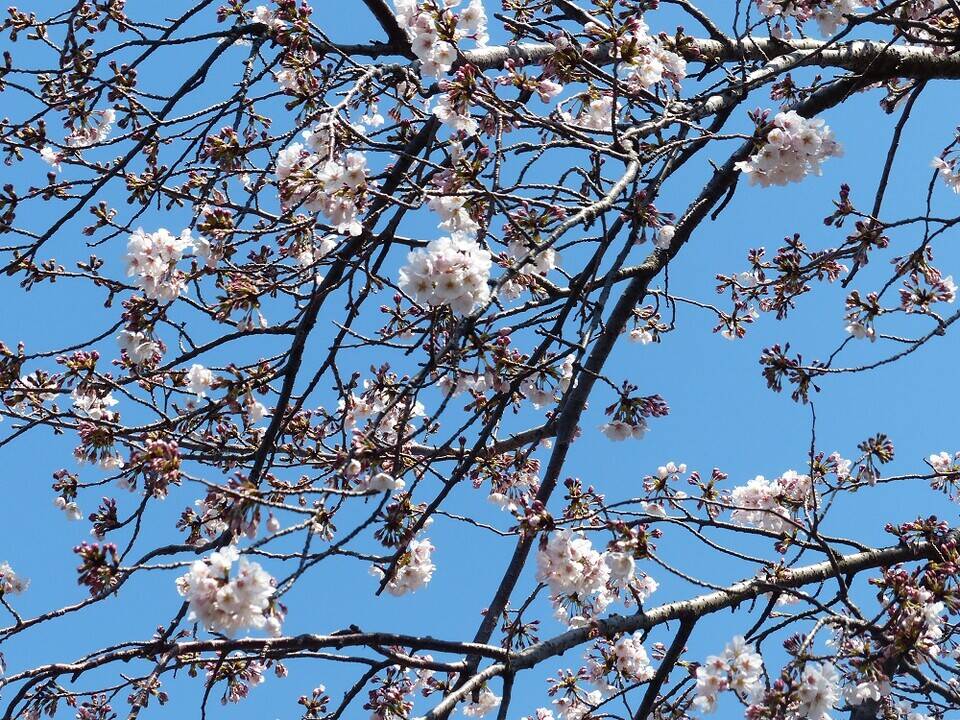 3月26日開花状況の写真