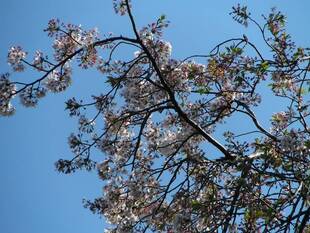 4月７日開花状況
