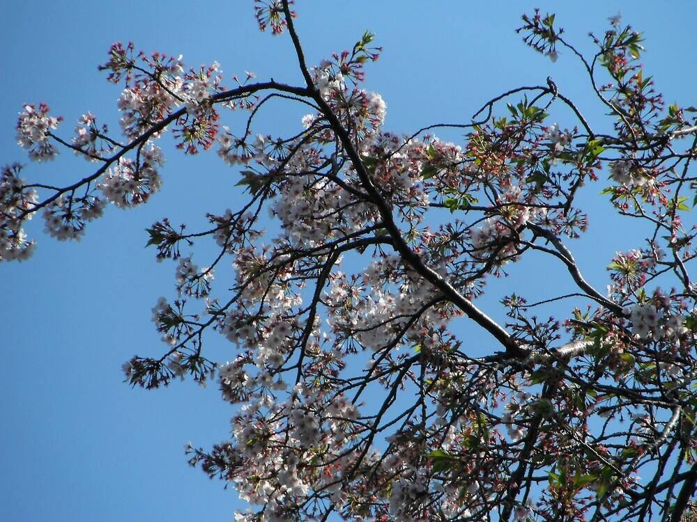4月7日開花状況の写真