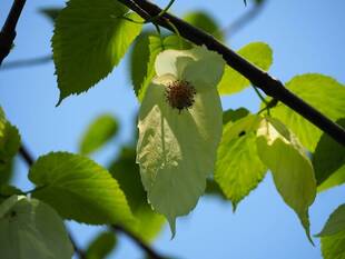 ハンカチノキが咲きました。