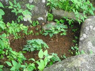 植えつけました。（レンゲショウマ編）