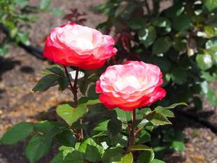 リニューアルしたバラ園にて