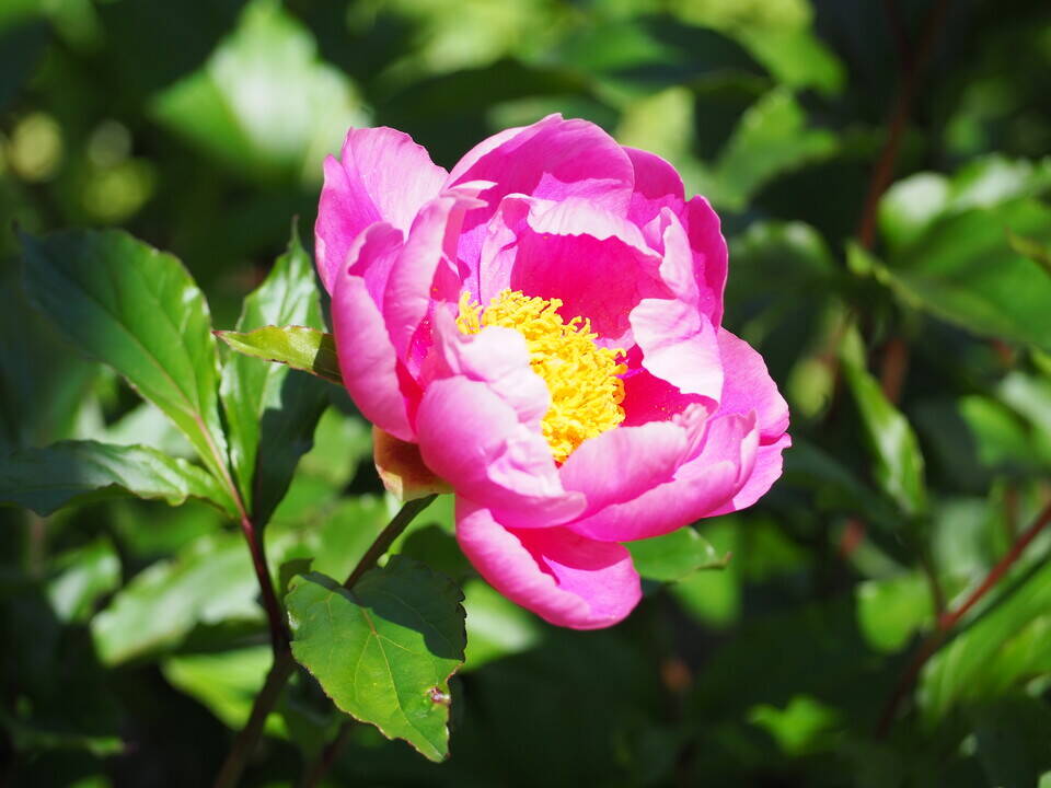 薬草園にての写真