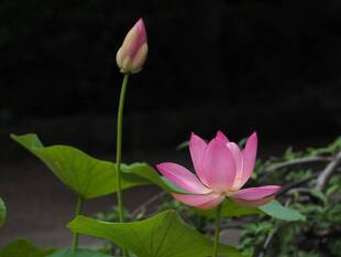 古代蓮の大賀ハス開花。