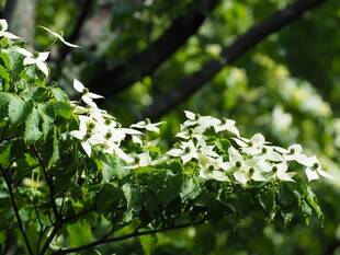 メイド in ジャパン