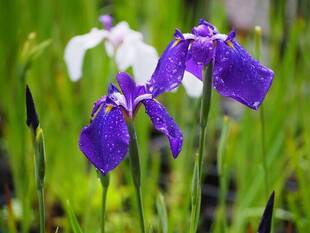 長井古種その２