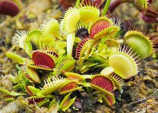 美しきハンター