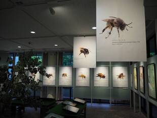 コラボレーション