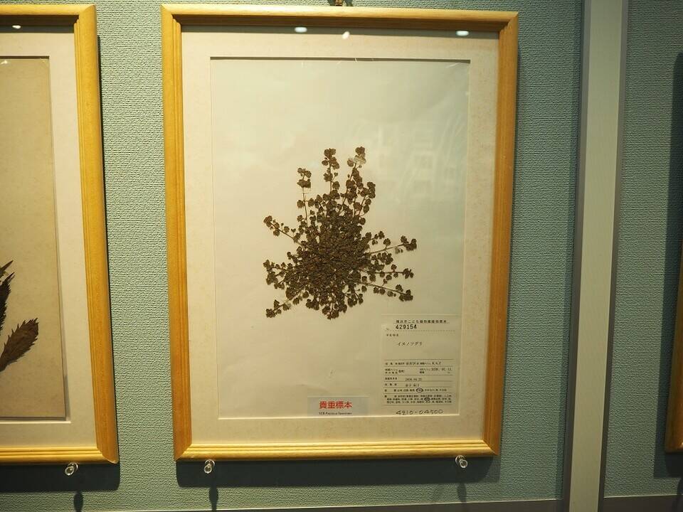 貴重な標本並ぶの写真