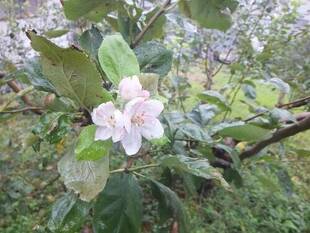 リンゴの花