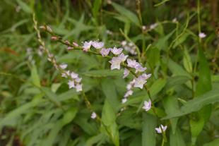 好きずきとはいうものの