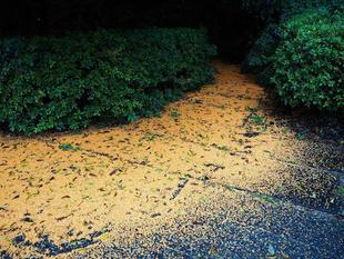 金のじゅうたん