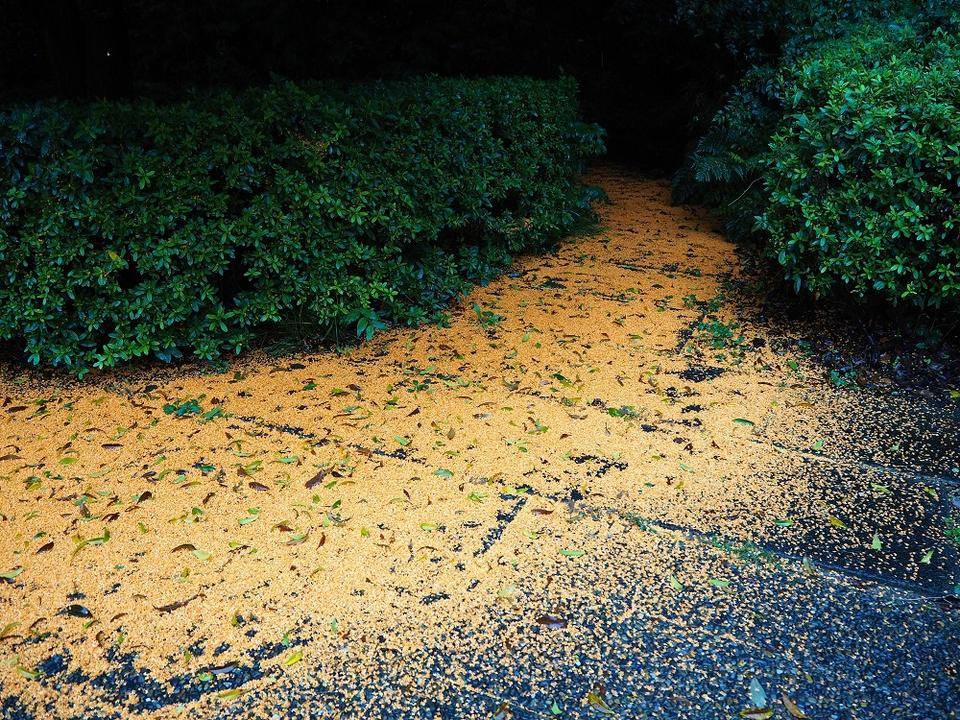 金のじゅうたんの写真