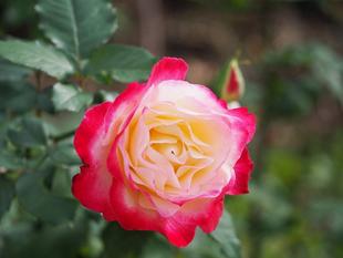 今日の野菊とバラ