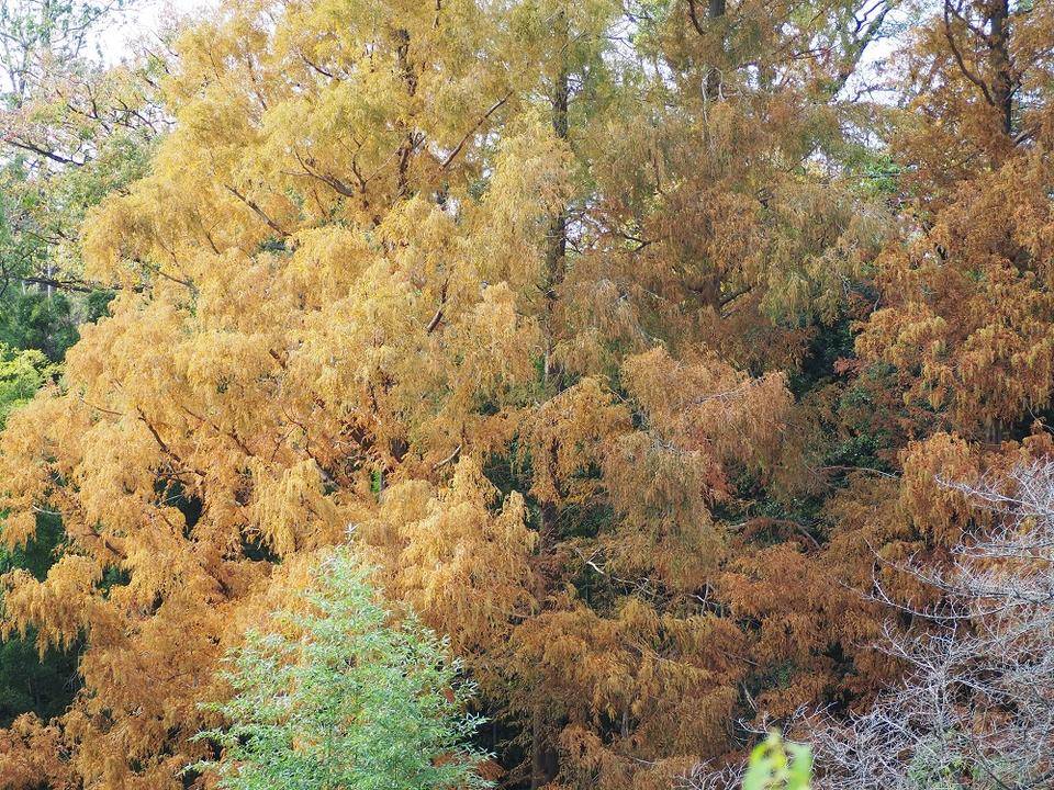 晩秋?初冬?の写真