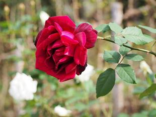 写真展と菊とバラ