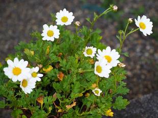 今日の野菊とバラ