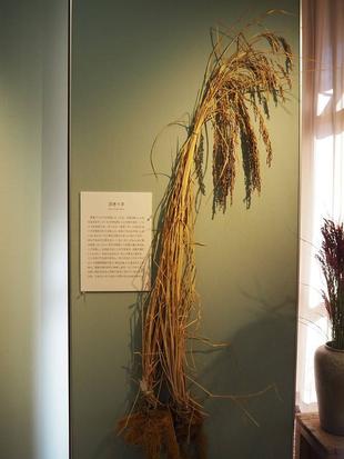 五穀豊穣（ごこくほうじょう）とは