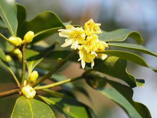 フライングスタート