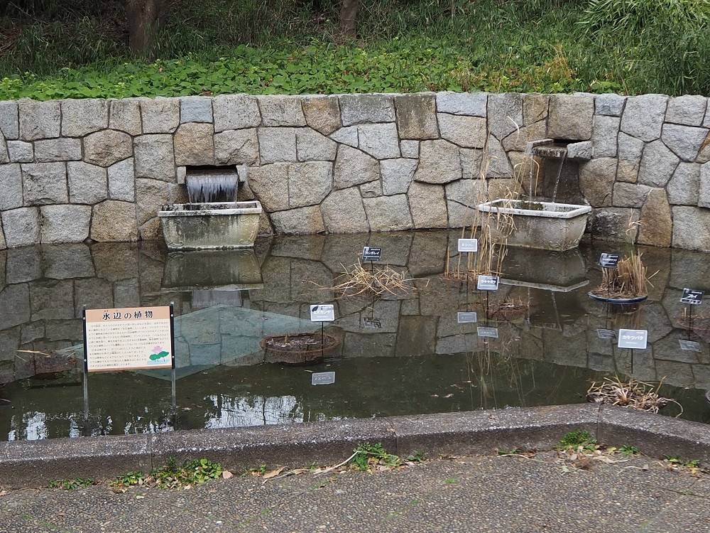 池復活の写真
