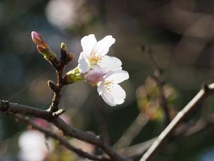 桜開花情報