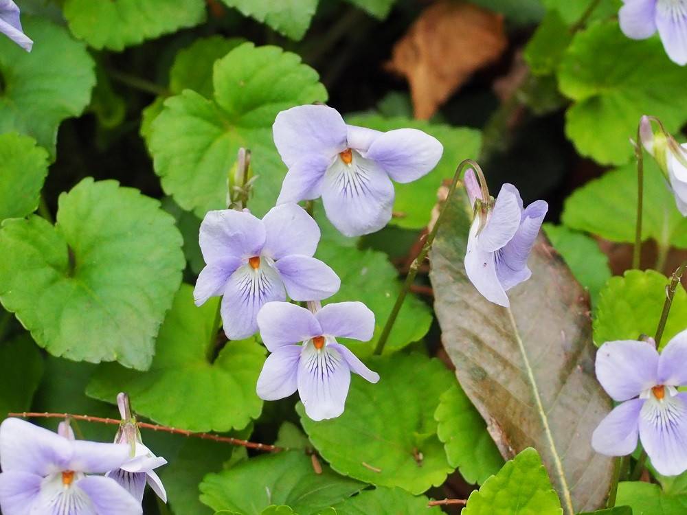 道端の花 ブログ こども植物園公式サイト 公益財団法人 横浜市緑の協会