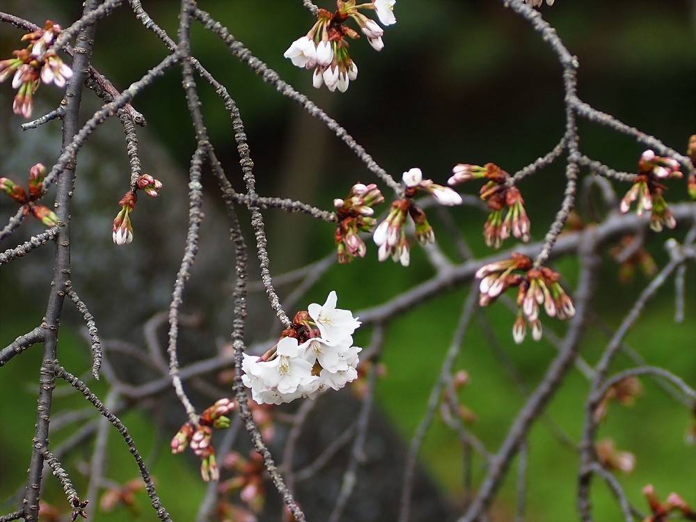 サクラ開花情報の写真