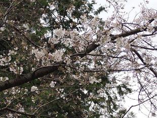 桜開花情報