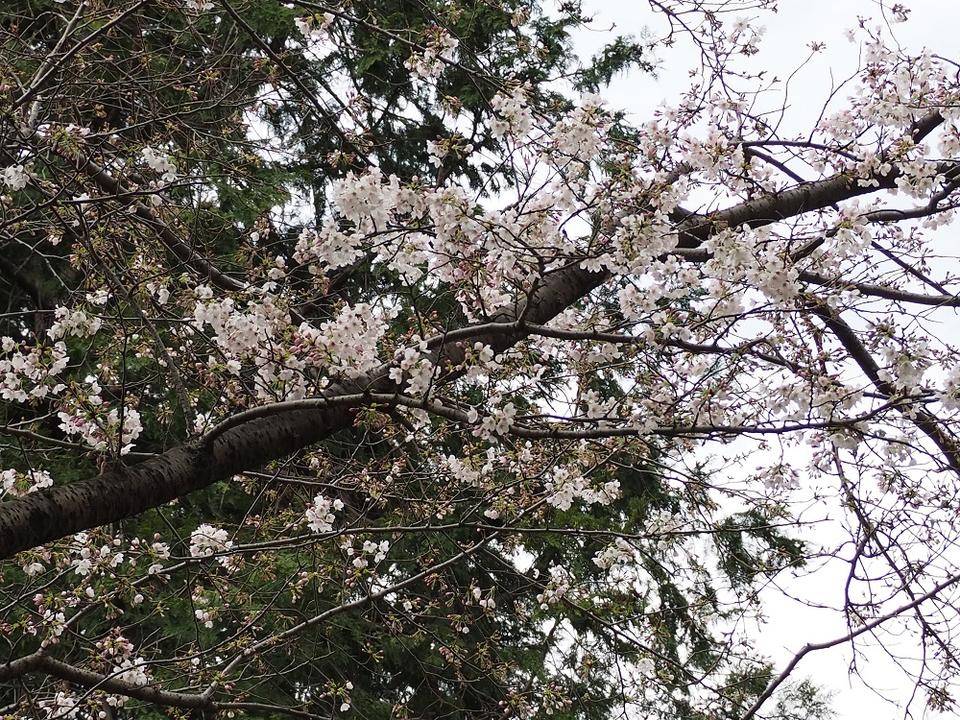 桜開花情報の写真
