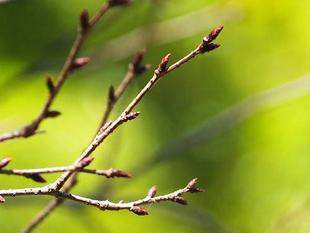 桜開花情報スタート