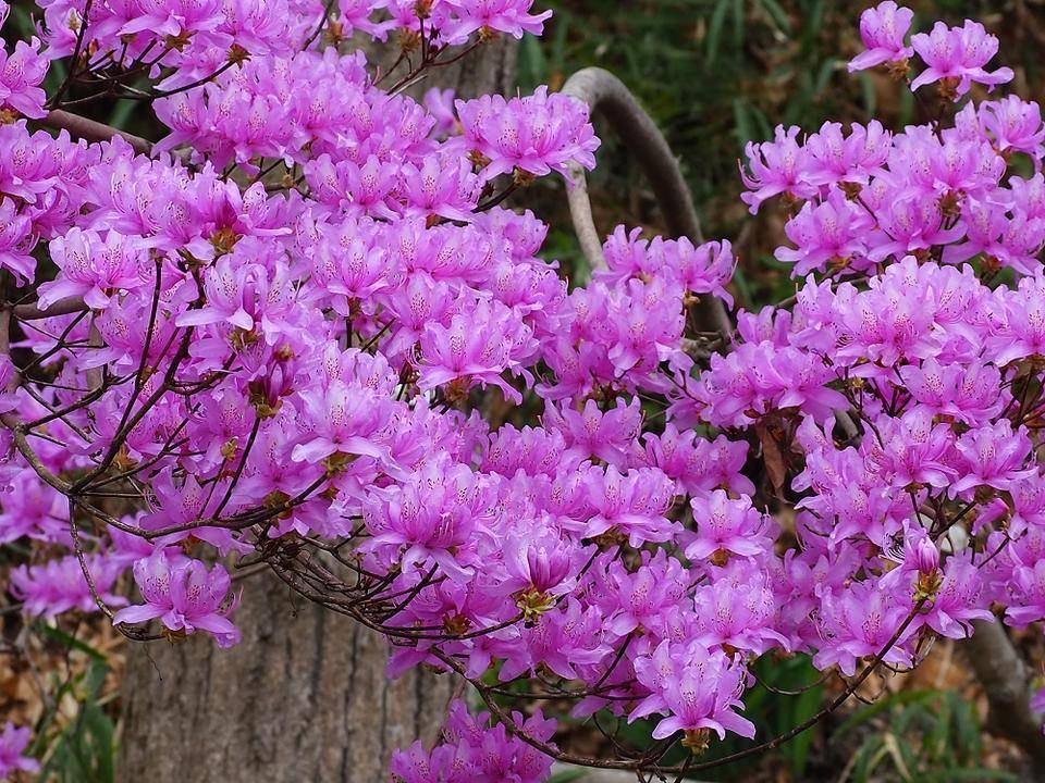 春ですねの写真