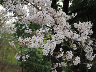 桜開花情報