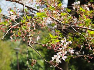 桜開花情報