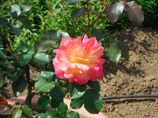 バラ園にて...4月