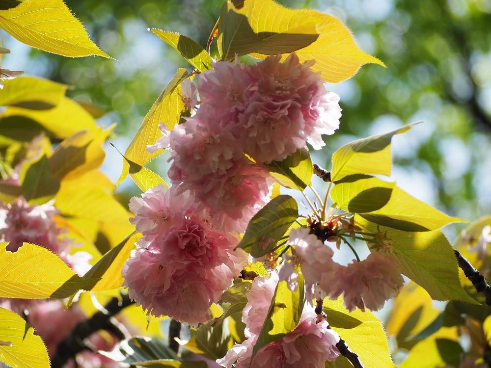 桜開花情報の写真