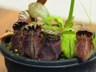 フクロユキノシタの花