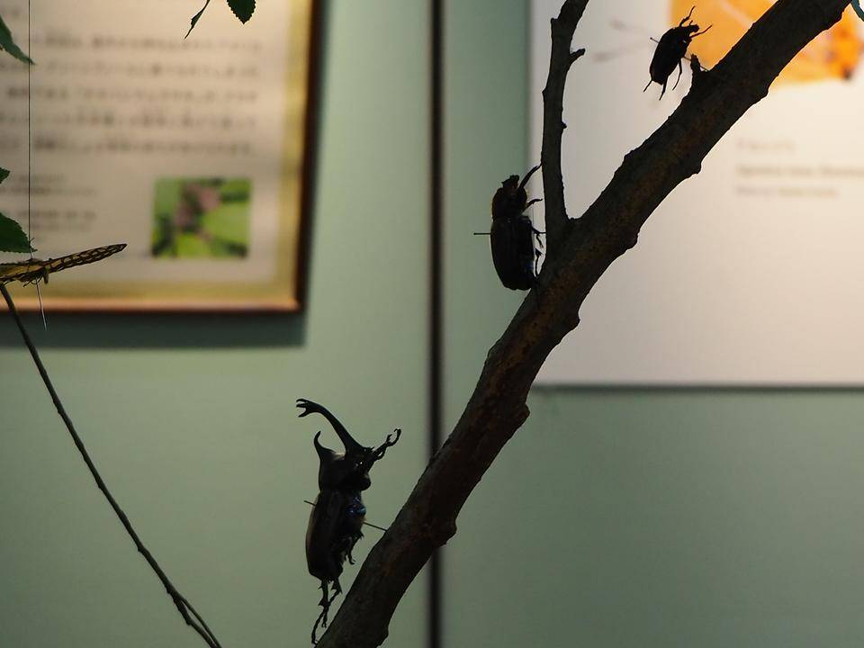 昆虫と植物展の写真