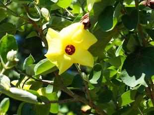 日本のハイビスカス