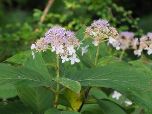 マトリョーシカ？