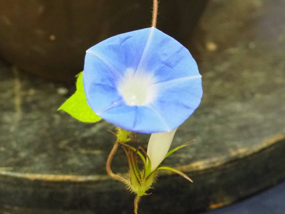 木原博士由来のアサガオの写真