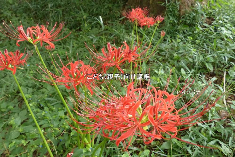 こども 親子 向け講座のお知らせ イベント 講座 教室情報 こども植物園公式サイト 公益財団法人 横浜市緑の協会