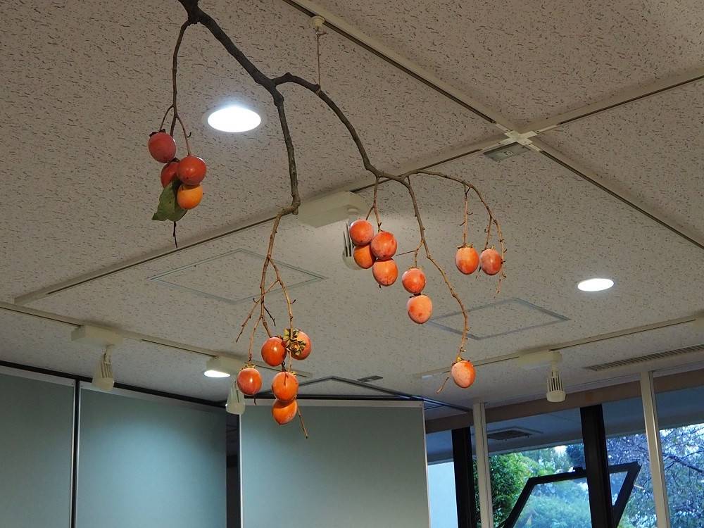 柿展にての写真