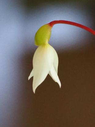 ヘリアンフォラ再び