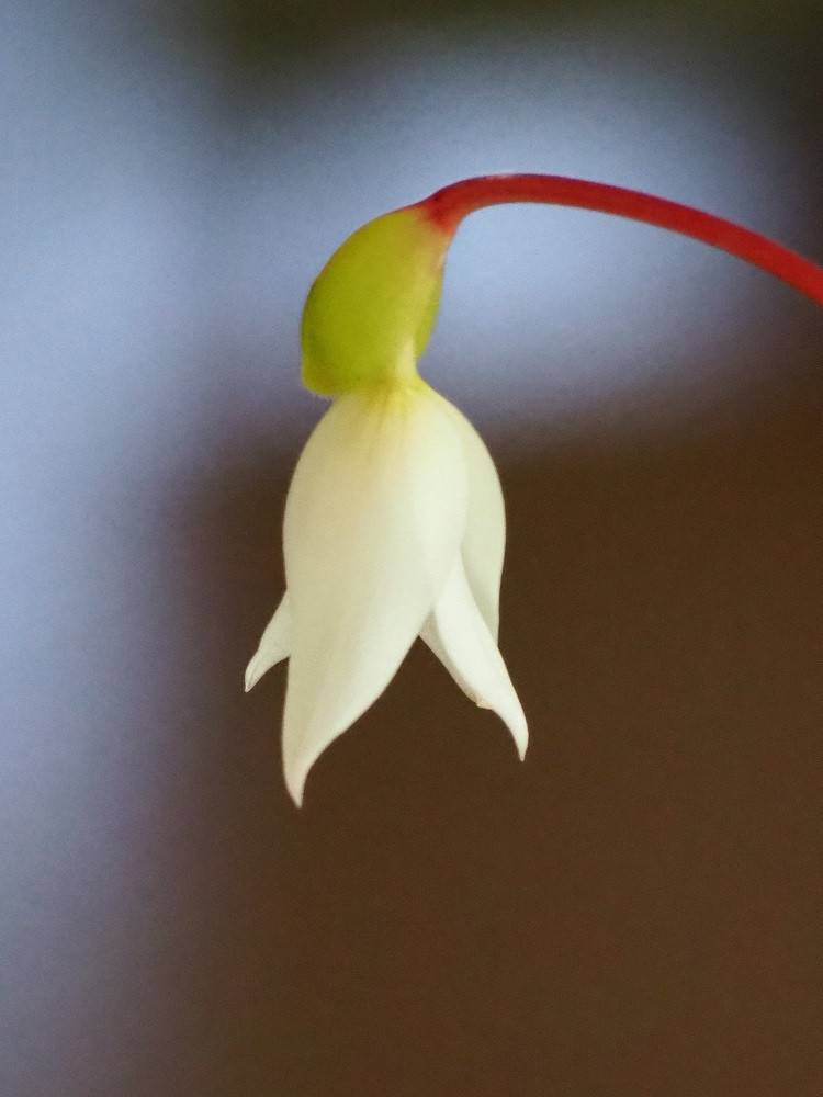 ヘリアンフォラ再びの写真