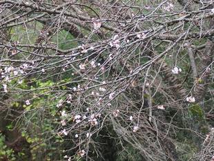 十月の桜